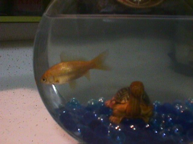 GERTIE the Eternal gold fish!