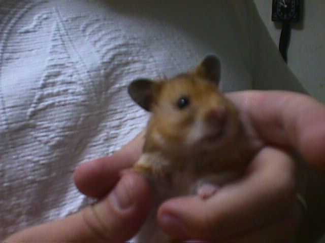 Happy the dancing hamster!
