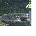 Blackbird in birdbath