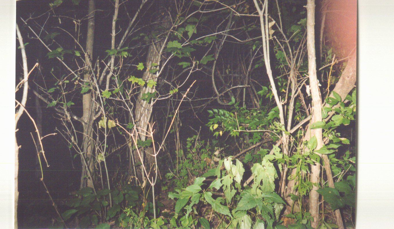 /user/woods.jpg