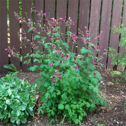 Burgundy Columbine