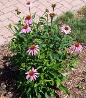 Pink Coneflower (Echinechea)
