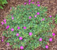 Cranesbill geranium