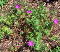 Sanguine Geranium