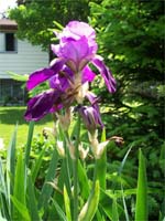 Bearded Purple Iris