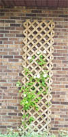 white clematis on trellis