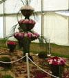 Flower palm
