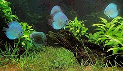 discus.jpg