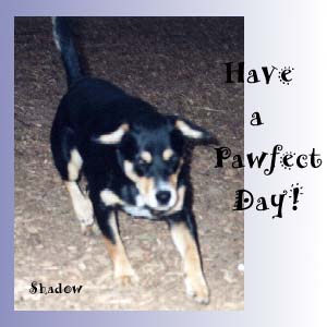 thumbnail of Shadow