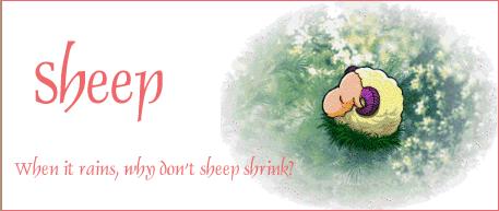 Sheep