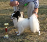 Herbie 3 years old - CACIB Osijek