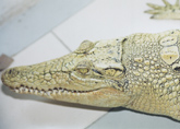 crocodile