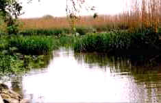 natuur