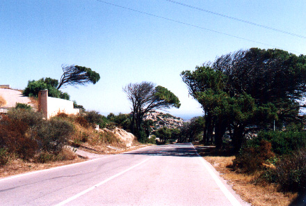 Tipici alberi della Maddalena
