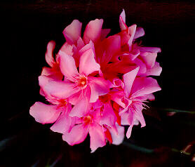rose