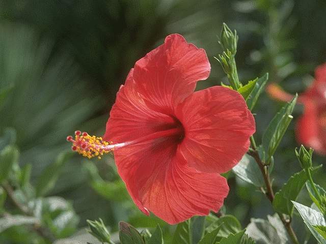 a wild flower is not a rose