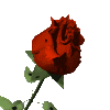 redrose
