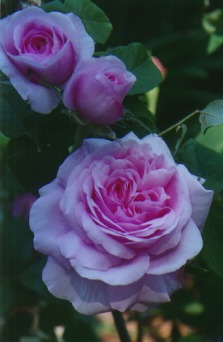 rose