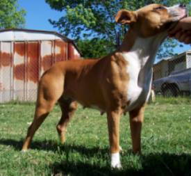 gamebred dogs for sale