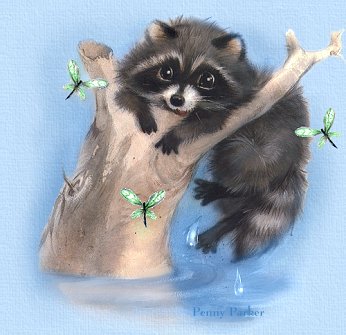 Racoon