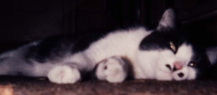 Monclaire the Lazy