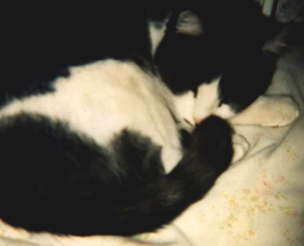 Monclaire the Sleepy