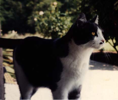 Monclaire the Vigilant