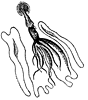 Squid: The Definitive Guide