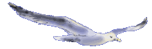 /user/gull.gif
