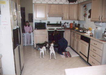 Dogs watching oven cleaning