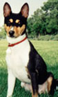 Charlie the basenji