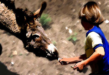 child feeding donkey