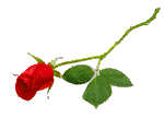 Rose of Excellence Award