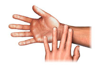 Illustration of Taking a pulse (heart rate)