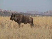 Pic. 1 Wildebeest striking an heroic pose