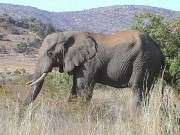 Pic. 2 Elephant