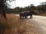 Pic. 3 White Rhino crosses the road