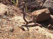 Pic. 4 Mozambique spiting cobra
