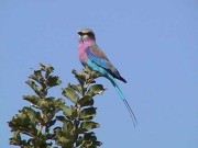 Pic. 5 Lilac breasted roller