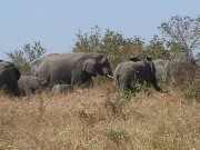  Pic 2. Elephant mothers and calves on an outing