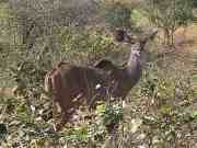 Pic 3. Curious Kudu