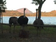 Ostriches!!?