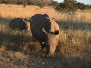A family of rhino we bumped  into