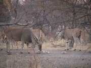 Pic. 1 Eland at the waterhole