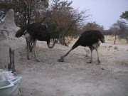 Pic. 2 Ostriches visiting the camp