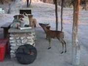 Pic. 4 Duiker nosing around