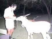 Pic. 5 Tame Eland calf snacking
