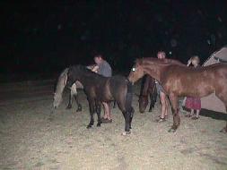 Horses..... no elephants????