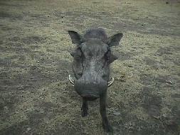 Pumba...is that you????