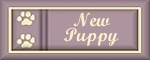 A New Puppy